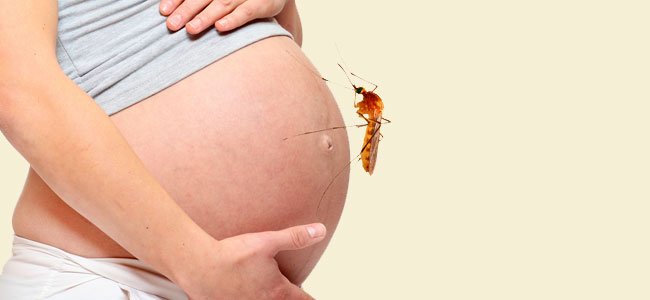 A malária em bebês e gestantes