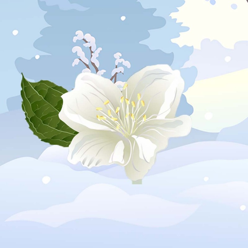 A Rosa de Natal. Conto natalino para crianças