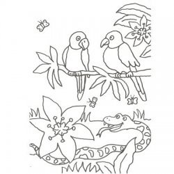 Desenho de papagaios e serpente para colorir