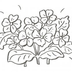 Desenho de violetas para pintar com as crianças