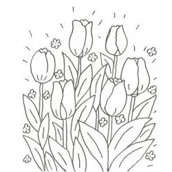 Desenho de tulipas para colorir com as crianças