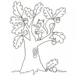 Desenho de um esquilo numa árvore para colorir