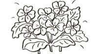 Desenhos de flores para colorir com as crianças
