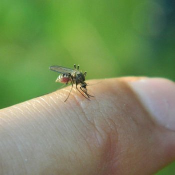 10 Dicas Para Curar Picadas De Aranha Em Criancas