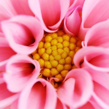 Dália: um nome primaveril para uma criança que nasce no outono parisiense