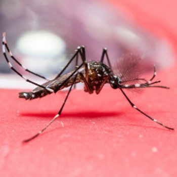 Colômbia e El Salvador pedem evitar gravidezes por causa do zika vírus