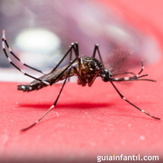 Colômbia e El Salvador pedem evitar gravidezes por causa do zika vírus