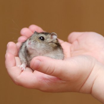 As crianças não devem ter hamsters, porco-espinho nem tartarugas em casa