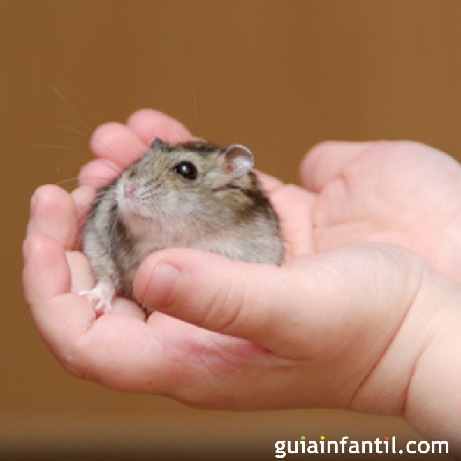 As crianças não devem ter hamsters, porco-espinho nem tartarugas em casa