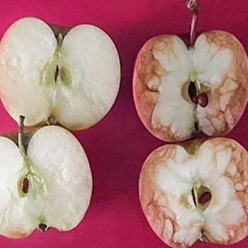 Uma professora explica com duas maçãs o que é o bullying