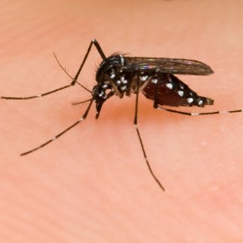Como proteger bebês de picadas de mosquito no verão