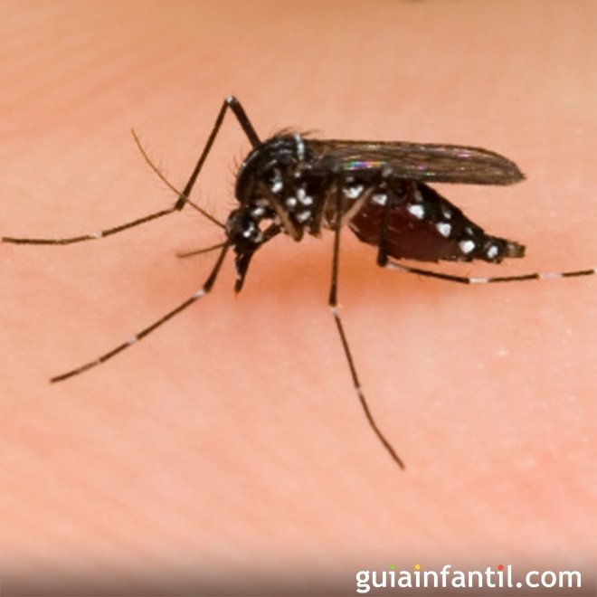 Como proteger bebês de picadas de mosquito no verão
