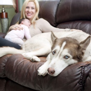 Como preparar o animal de estimação para a chegada do bebê