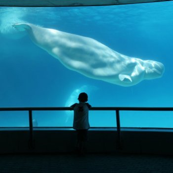 Sonhar com baleias. Interpretação dos sonhos infantis