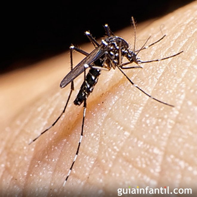 Dengue em crianças pequenas