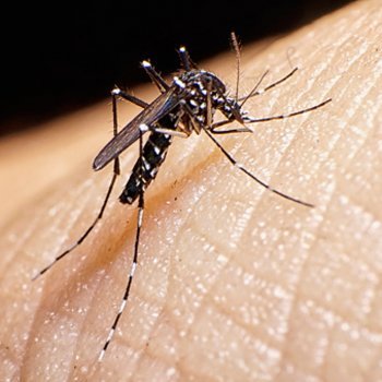 Zika vírus. O que é e como acontece o contágio