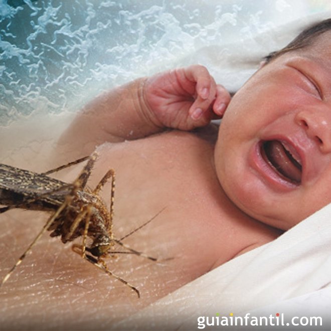 Zika vírus. Um médico espanhol esclarece suas dúvidas