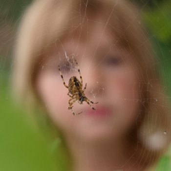 Picadas de aranha em crianças: guia para o tratamento correto em casa
