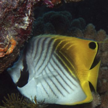 O porquê das crianças. Porquês sobre os peixes