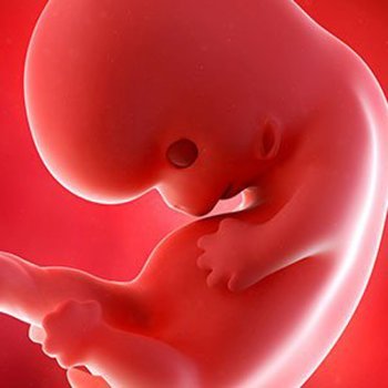 Perguntas e respostas sobre a placenta