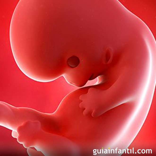 Perguntas e respostas sobre a placenta
