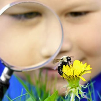 Como curar picadas de abelha ou vespa nas crianças