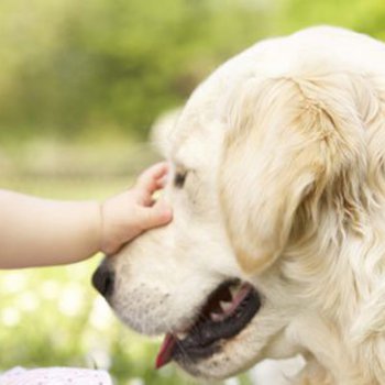 As raças de cachorro que melhor convivem com as crianças