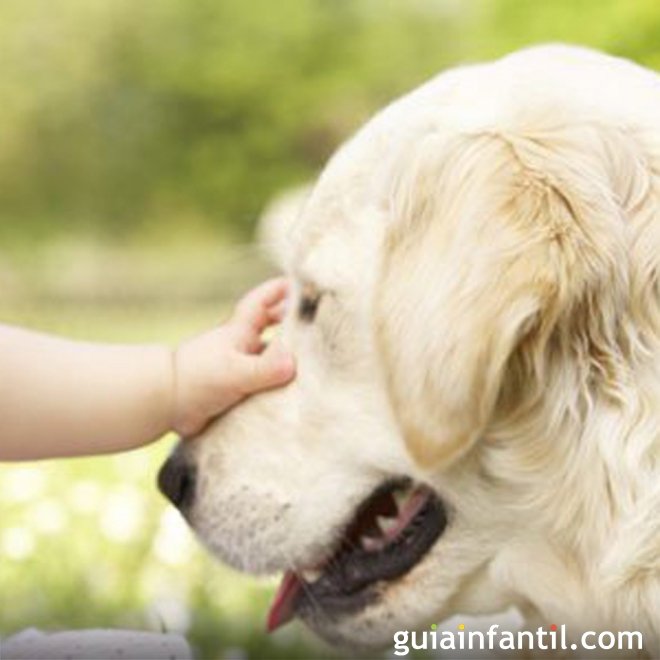 As raças de cachorro que melhor convivem com as crianças