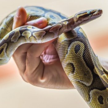 Sonhar com serpentes. Dicionário dos sonhos infantis