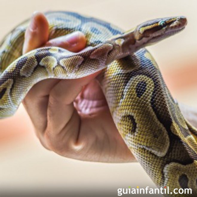 Sonhar com serpentes. Dicionário dos sonhos infantis