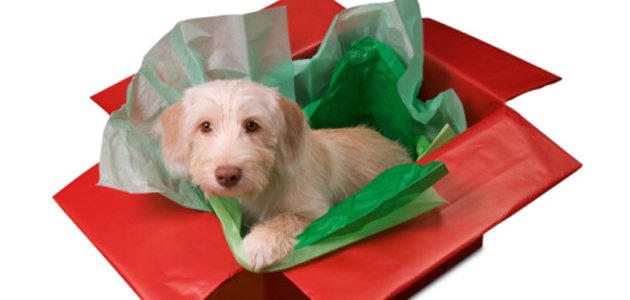 quando-o-presente-natal-é-animal-estimação A
