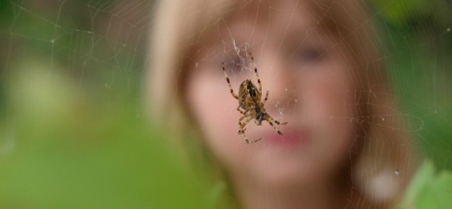 significado de aranha dentro de casa