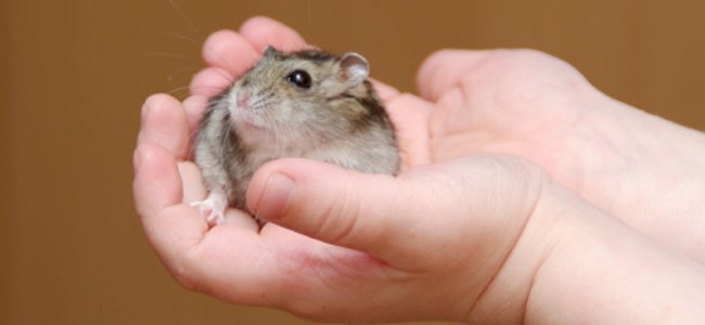 as-crianças-não-deveriam-ter-hamsters-casa A as-crianças-não-deveriam-ter-hamsters-casa A