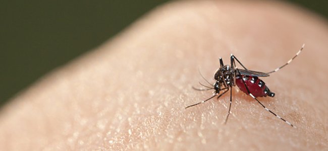 o-zika-vírus-causa-microcefalia-recém-nascidos A o-zika-vírus-causa-microcefalia-recém-nascidos A