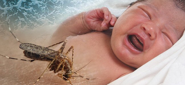 zika-vírus-a-gente-esclarece-dúvidas A