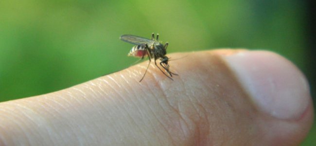 como-prevenir-as-picadas-insetos-bebês A