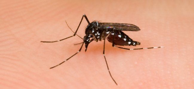 como-proteger-bebês-picadas-mosquito-verão A