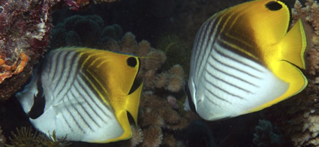 o-porquê-das-crianças-peixes A