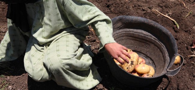 os-riscos-e-abusos-do-trabalho-infantil A
