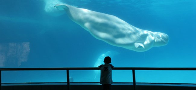 sonhar-com-baleias A