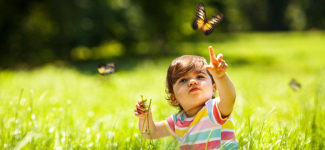 sonhar-com-insetos A