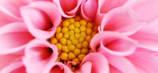 dália-um-nome-primaveril A dália-um-nome-primaveril A