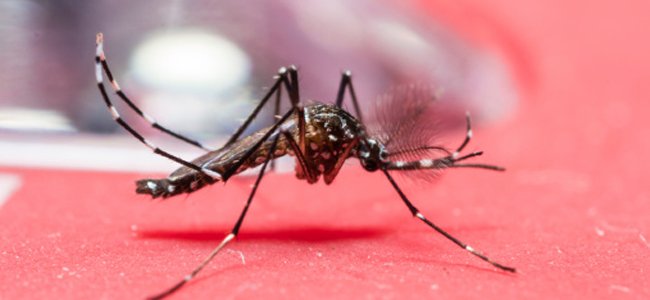 colômbia-e-el-salvador-evitar-gravidezes-zika A colômbia-e-el-salvador-evitar-gravidezes-zika A