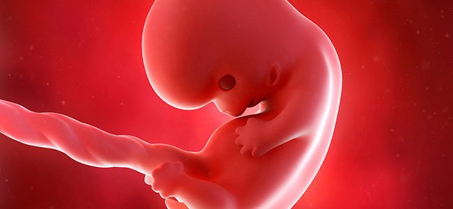 perguntas-e-respostas-sobre-a-placenta A