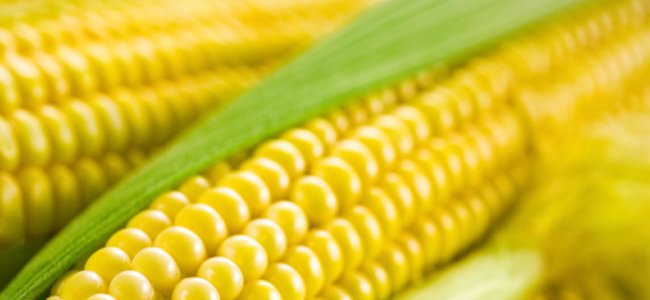 milho-verde-cozido A